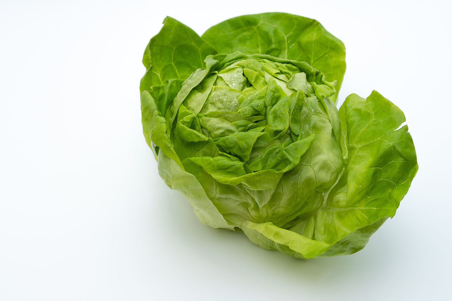 Crisp, fresh lettuce for sale